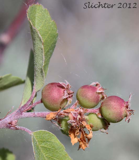 Ripening fruits of Dwarf Serviceberry, Pacific Serviceberry, Western Serviceberry, Saskatoon Serviceberry: Amelanchier alnifolia var. alnifolia