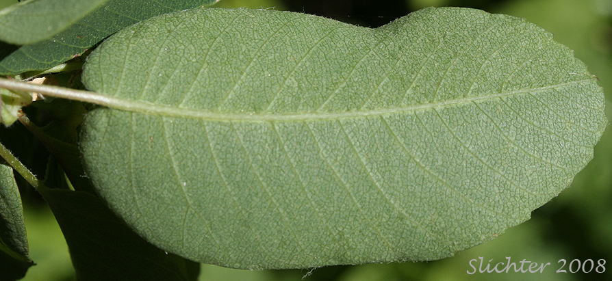 Ventral leaf surface of Dwarf Serviceberry, Pacific Serviceberry, Western Serviceberry, Saskatoon Serviceberry: Amelanchier alnifolia var. alnifolia
