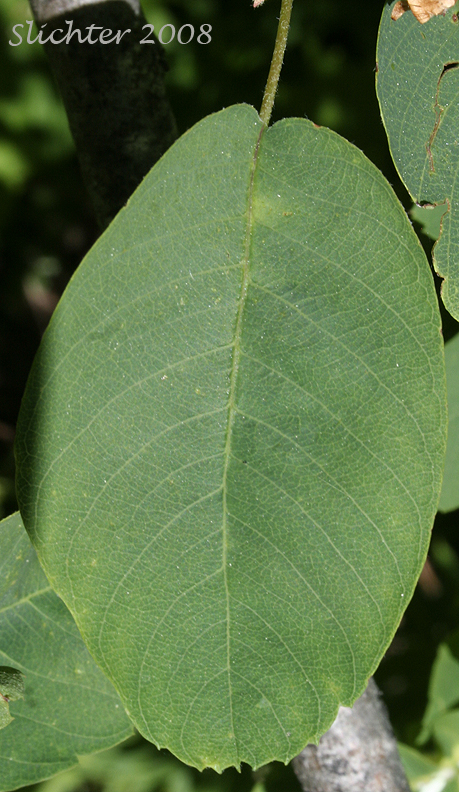 Leaf of Dwarf Serviceberry, Pacific Serviceberry, Western Serviceberry, Saskatoon Serviceberry: Amelanchier alnifolia var. alnifolia