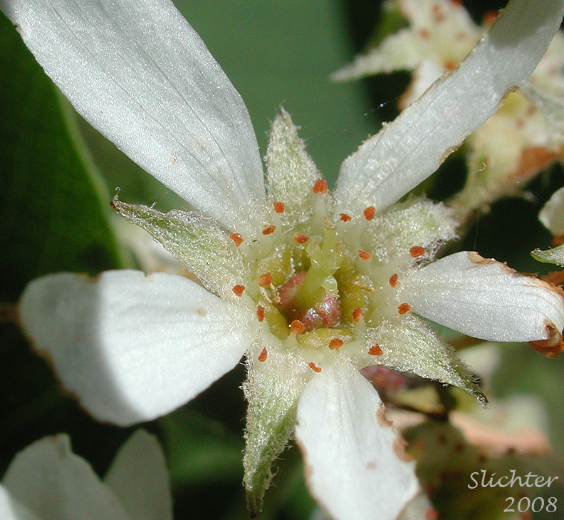 Flower of Dwarf Serviceberry, Pacific Serviceberry, Western Serviceberry, Saskatoon Serviceberry: Amelanchier alnifolia var. alnifolia