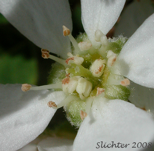 Flower of Amelanchier alnifolia var. alnifolia