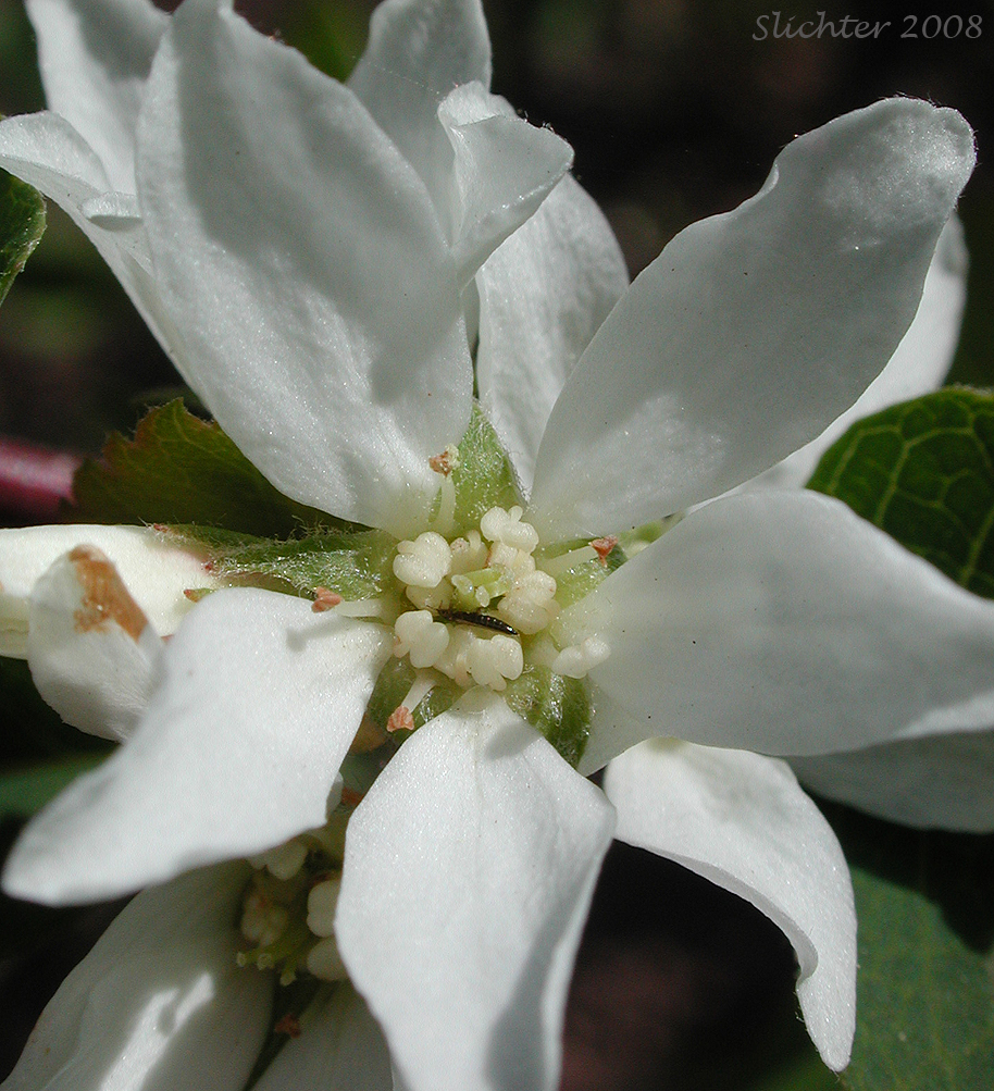 Flower of Dwarf Serviceberry, Pacific Serviceberry, Western Serviceberry, Saskatoon Serviceberry: Amelanchier alnifolia var. alnifolia