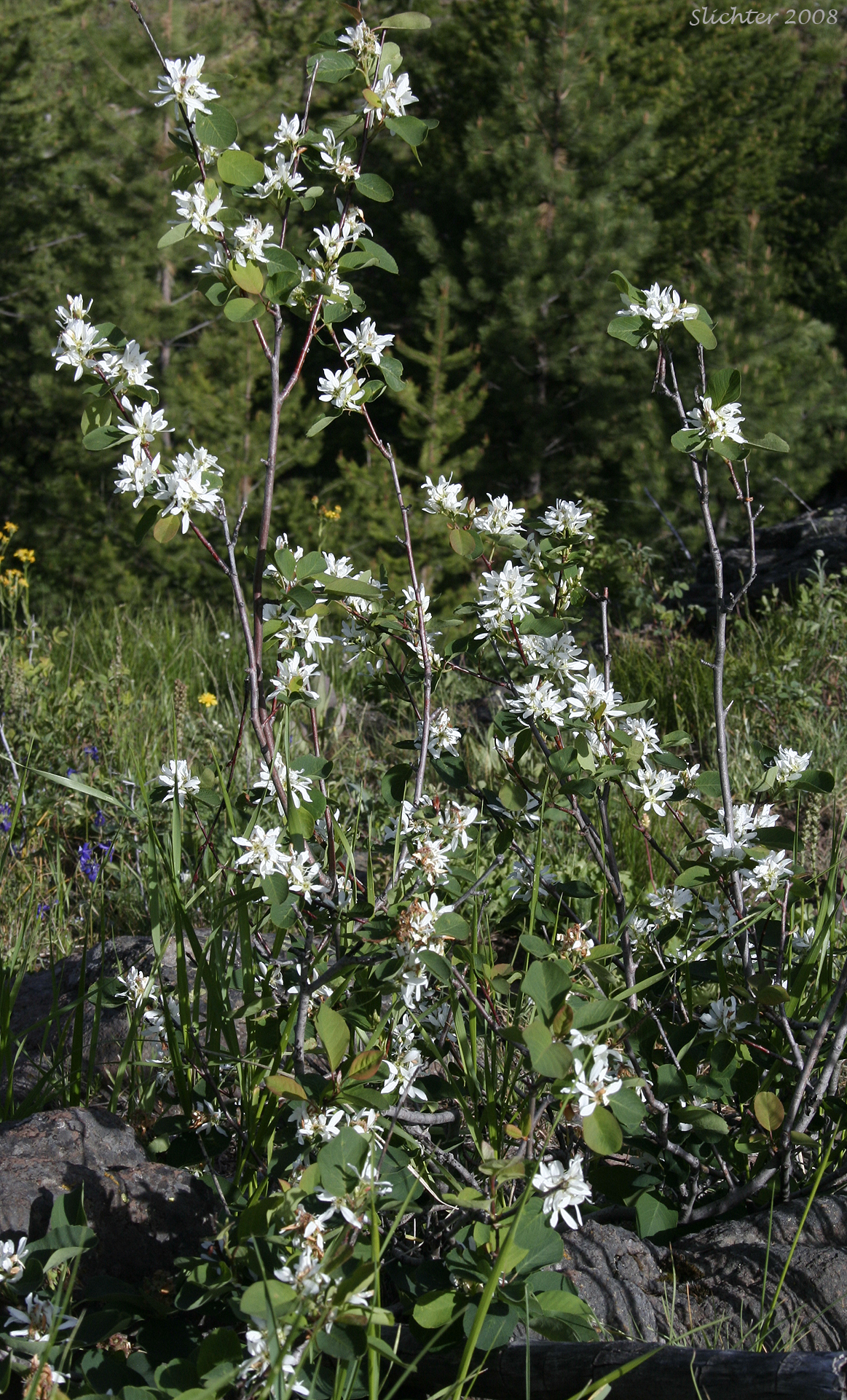 Dwarf Serviceberry, Pacific Serviceberry, Western Serviceberry, Saskatoon Serviceberry: Amelanchier alnifolia var. alnifolia