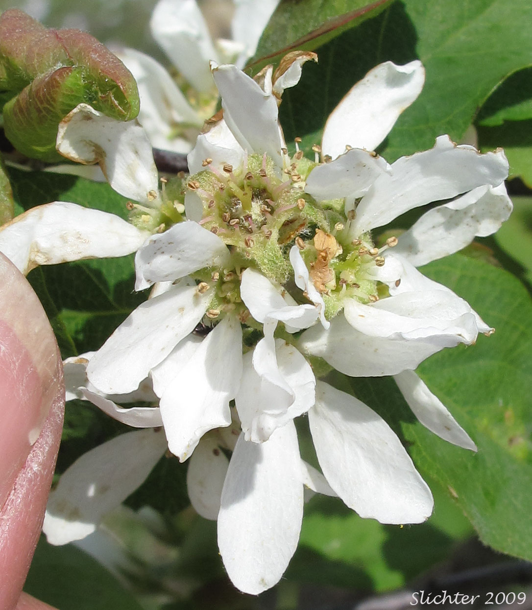 Flower of Western Serviceberry, Saskatoon Serviceberry: Amelanchier alnifolia var. alnifolia