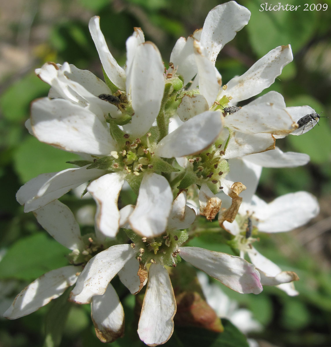 Flowers of Western Serviceberry, Saskatoon Serviceberry: Amelanchier alnifolia var. alnifolia