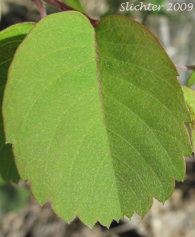 Dorsal leaf surface of Western Serviceberry, Saskatoon Serviceberry: Amelanchier alnifolia var. alnifolia