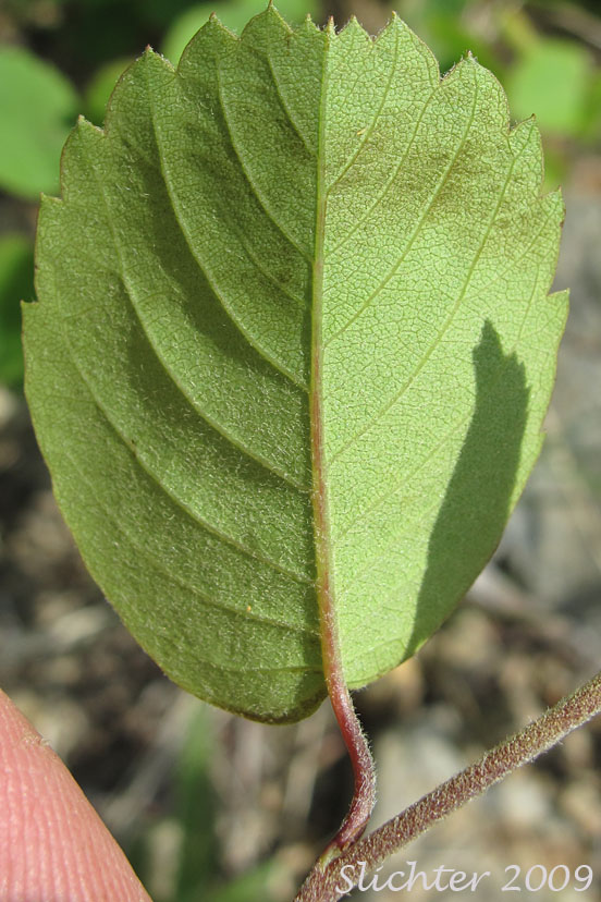 Ventral leaf surface of Western Serviceberry, Saskatoon Serviceberry: Amelanchier alnifolia var. alnifolia
