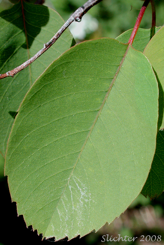 Leaf of Cusick's Serviceberry, Western Serviceberry: Amelanchier cusickii var. cusickii (Synonyms: Amelanchier alnifolia var. cusickii, Amelanchier basalticola, Amelanchier cusickii, Amelanchier florida, Amelanchier florida var. cusickii)