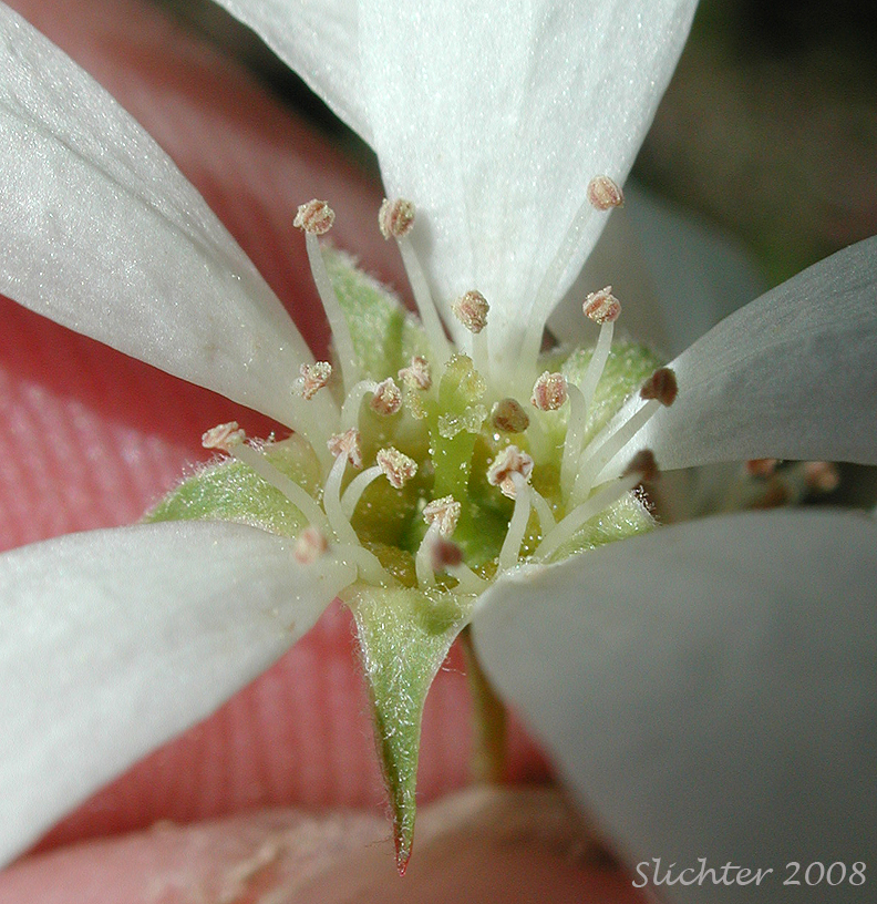 Close-up of the floral parts of Cusick's Serviceberry, Western Serviceberry: Amelanchier cusickii var. cusickii (Synonyms: Amelanchier alnifolia var. cusickii, Amelanchier basalticola, Amelanchier cusickii, Amelanchier florida, Amelanchier florida var. cusickii)