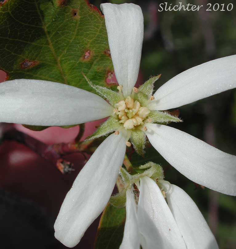 Close-up of a flower of Cusick's Serviceberry, Western Serviceberry: Amelanchier cusickii var. cusickii (Synonyms: Amelanchier alnifolia var. cusickii, Amelanchier basalticola, Amelanchier cusickii, Amelanchier florida, Amelanchier florida var. cusickii)
