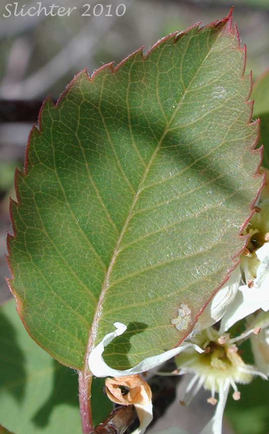 Dorsal leaf surface of Cusick's Serviceberry, Western Serviceberry: Amelanchier cusickii var. cusickii (Synonyms: Amelanchier alnifolia var. cusickii, Amelanchier basalticola, Amelanchier cusickii, Amelanchier florida, Amelanchier florida var. cusickii)