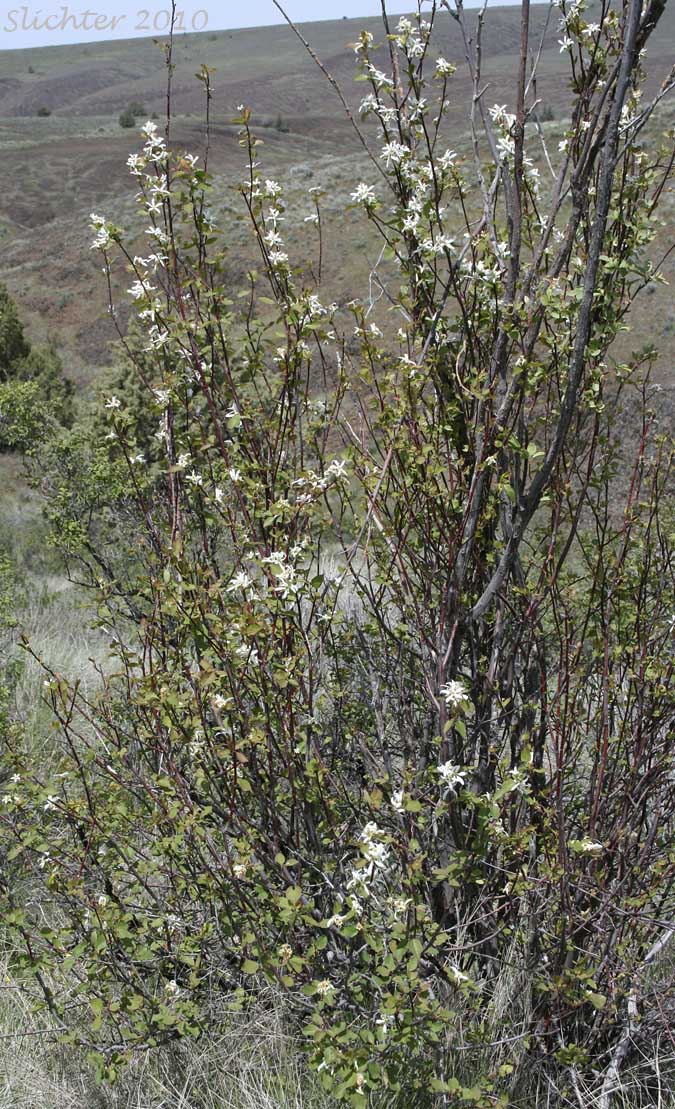 Form of Cusick's Serviceberry, Western Serviceberry: Amelanchier cusickii var. cusickii (Synonyms: Amelanchier alnifolia var. cusickii, Amelanchier basalticola, Amelanchier cusickii, Amelanchier florida, Amelanchier florida var. cusickii)