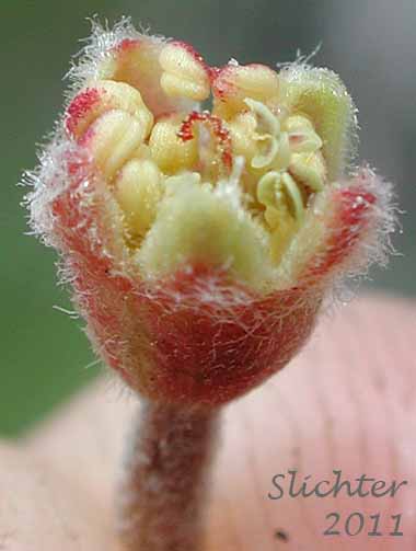 Close-up of a flower of Curl-leaf Mountain-mahogany, Mountain Mahogany: Cercocarpus ledifolius var. ledifolius (Synonyms: Cercocarpus ledifolius var. hypoleucus, Cercocarpus ledifolius var. intercedens)