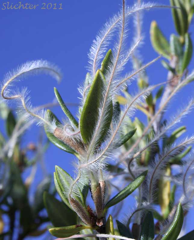 Plumed fruits of Curl-leaf Mountain-mahogany, Mountain Mahogany: Cercocarpus ledifolius var. ledifolius (Synonyms: Cercocarpus ledifolius var. hypoleucus, Cercocarpus ledifolius var. intercedens)