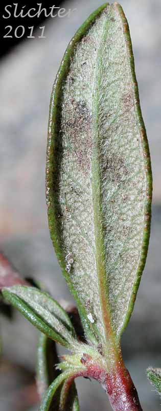 Curled leaf margins and underside of the leaf of Curl-leaf Mountain-mahogany, Mountain Mahogany: Cercocarpus ledifolius var. ledifolius (Synonyms: Cercocarpus ledifolius var. hypoleucus, Cercocarpus ledifolius var. intercedens)