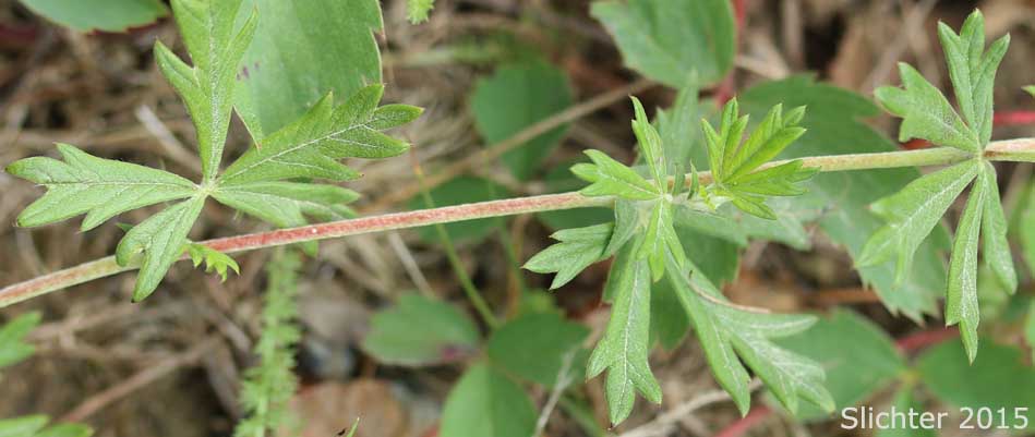 Leafy stem of Hoary Cinquefoil, Silvery Cinquefoil, Silver Cinquefoil: Potentilla argentea (Synonyms: Argentina argentea, Fragaria argentea, Potentilla argentea var. argentea) 