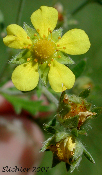 Close-up of the flower of Hoary Cinquefoil, Silvery Cinquefoil, Silver Cinquefoil: Potentilla argentea (Synonyms: Argentina argentea, Fragaria argentea, Potentilla argentea var. argentea) 