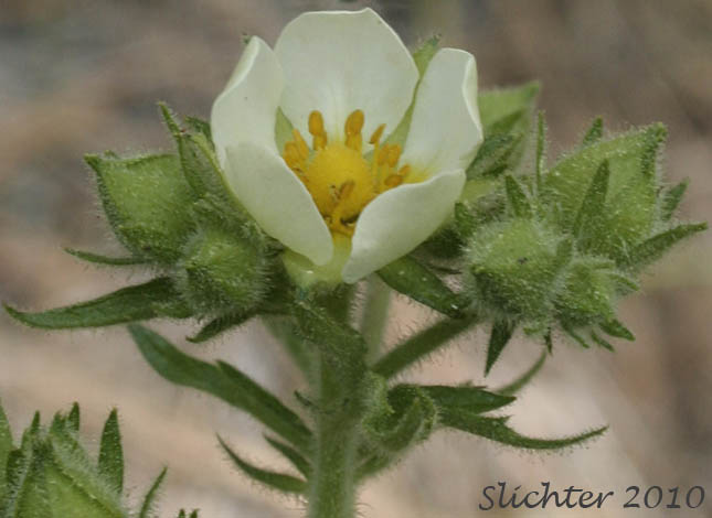Flower and upper stem leaves of Cordilleran Drymocallis, Sharp-toothed Cinquefoil, Tall Cinquefoil, Valley Cinquefoil: Drymocallis arguta (Synonyms: Drymocallis convallaria, Potentilla arguta, Potentilla arguta ssp. convallaria, Potentilla arguta var. convallaria, Potentilla convallaria)