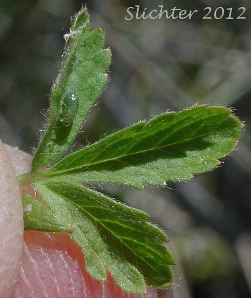 Trifoliate leaf of Biennial Cinquefoil: Potentilla biennis (Synonyms: Potentilla kelseyi, Potentilla lateriflora, Tridophyllum bienne)