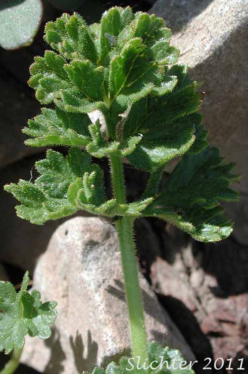 Leaf of Shortleaf Cinquefoil, Short-leaved Cinquefoil, Sparseleaf Cinquefoil: Potentilla brevifolia