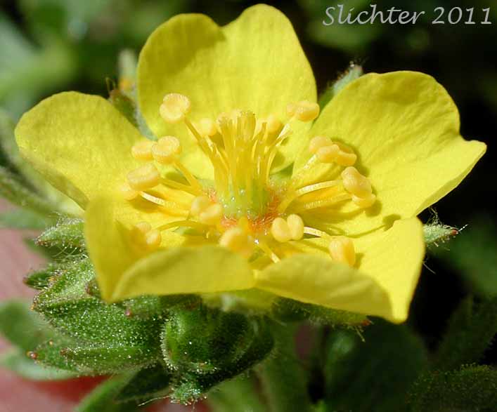 Close-up of a flower of Shortleaf Cinquefoil, Short-leaved Cinquefoil, Sparseleaf Cinquefoil: Potentilla brevifolia