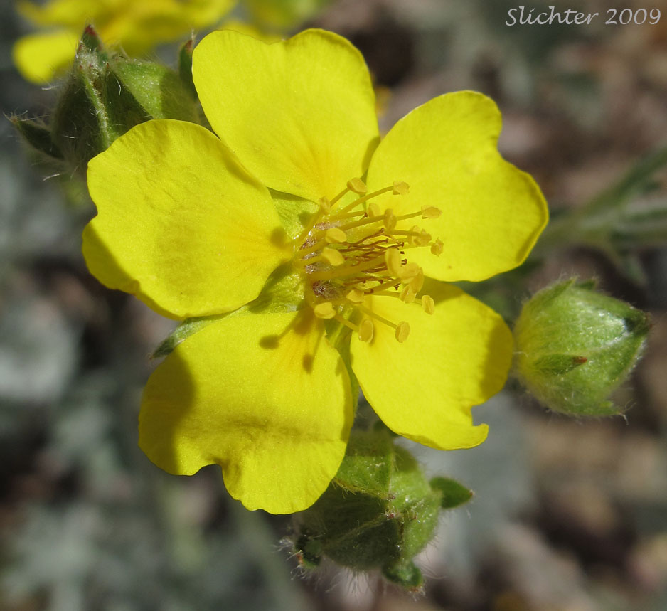 Close-up photo of the flower of Brewer's cinquefoil.