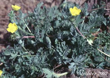 Brewer's cinquefoil from the Steens Mt. in southeastern Oregon.