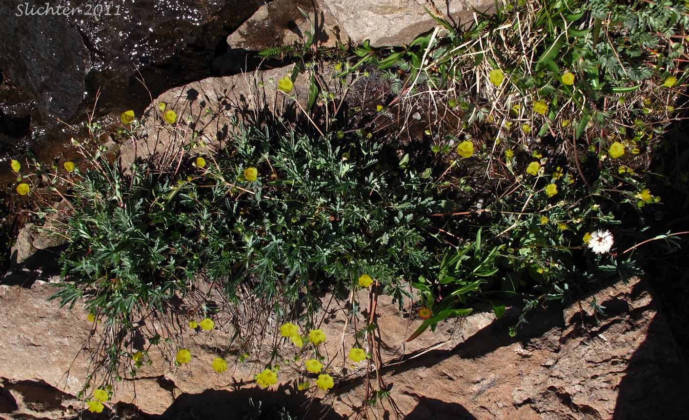 Brewer's cinquefoil (Potentilla glandulosa campanulata) and diverse-leaved cinquefoil (Potentilla glaucophylla var. glaucophylla) as seen at a seep in moist, rocky meadows along the South Loop Road about one mile downhill from the East Rim Viewpoint, Steens Mountain, Harney County, Oregon..............September 2, 2011.
