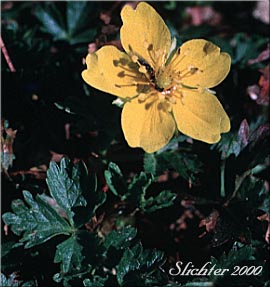 Flower of Fan-foil, Fan-leaf Cinquefoil, Fringe-leaf Cinqefoil, High Mountain Cinquefoil,: Potentilla flabellifolia (Synonym: Potentilla gelida)