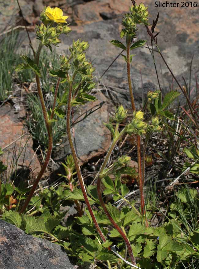 Austin's Drymocallis, Austin's Woodbeauty: Drymocallis lactea var. austiniae (Synonym: Potentilla glandulosa var. austiniae)