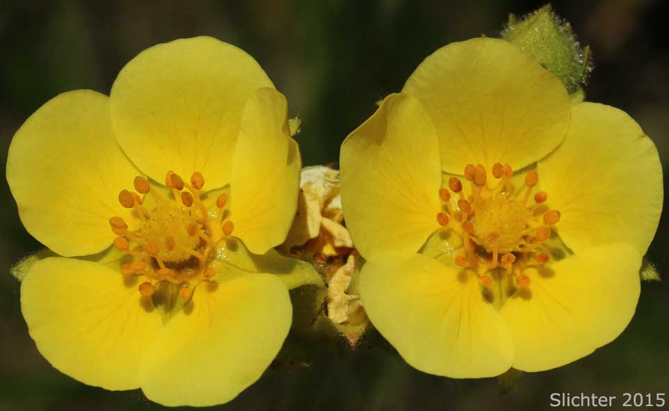 Flowers of Austin's Drymocallis, Austin's Woodbeauty: Drymocallis lactea var. austiniae (Synonym: Potentilla glandulosa var. austiniae)