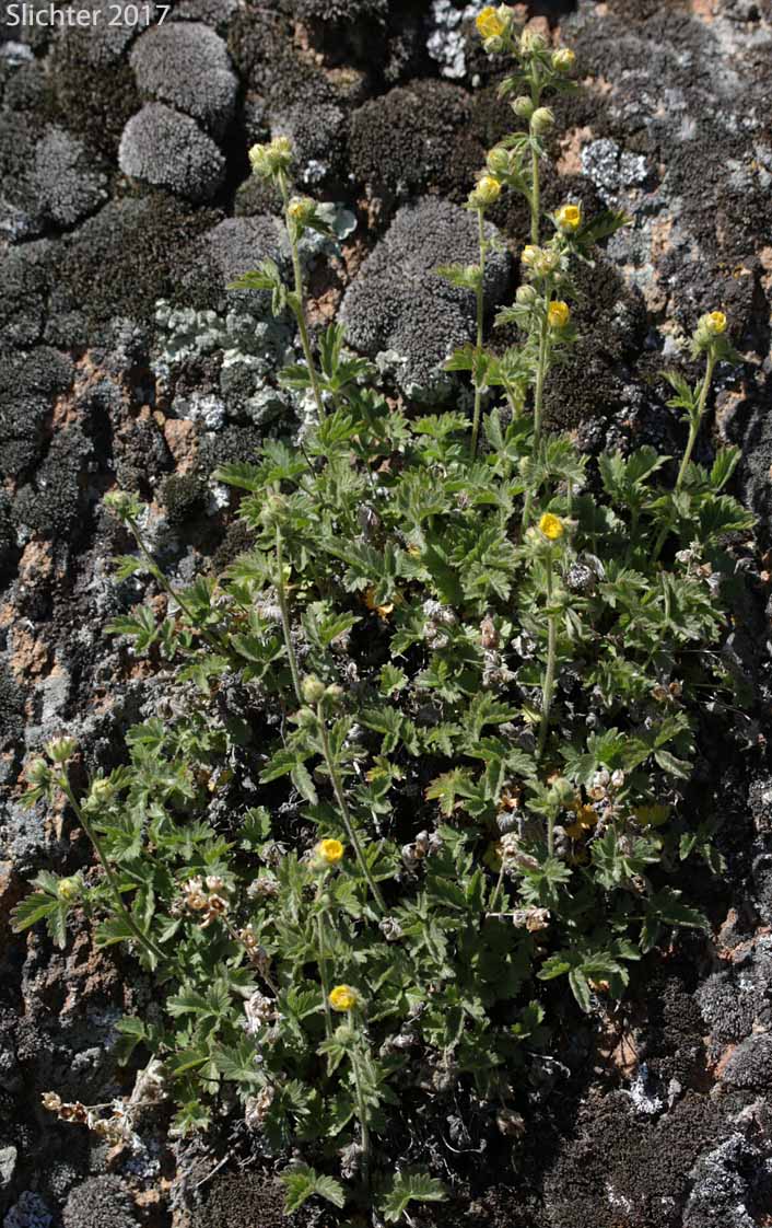 John Day Drymocallis: Drymocallis campanulata (Synonyms: Potentilla campanulata, Potentilla glandulosa, Potentilla glandulosa var. campanulata)