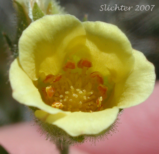 Flower of John Day Drymocallis: Drymocallis campanulata (Synonyms: Potentilla campanulata, Potentilla glandulosa, Potentilla glandulosa var. campanulata)