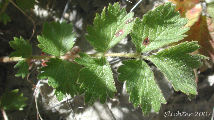 Basal leaf of John Day Drymocallis: Drymocallis campanulata (Synonyms: Potentilla campanulata, Potentilla glandulosa, Potentilla glandulosa var. campanulata)