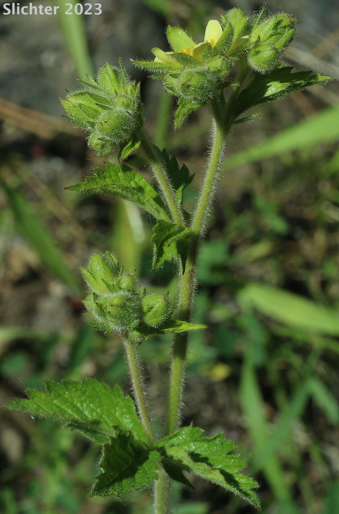 Inflorescence of Greene's Drymocallis, Sticky Cinquefoil: Drymocallis glandulosa var. glandulosa (Synonyms: Drymocallis glandulosa, Potentilla glandulosa ssp. glandulosa, Potentilla glandulosa ssp. typica, Potentilla glandulosa var. glandulosa, Potentilla glandulosa var. incisa, Potentilla rhomboidea, Potentilla valida)