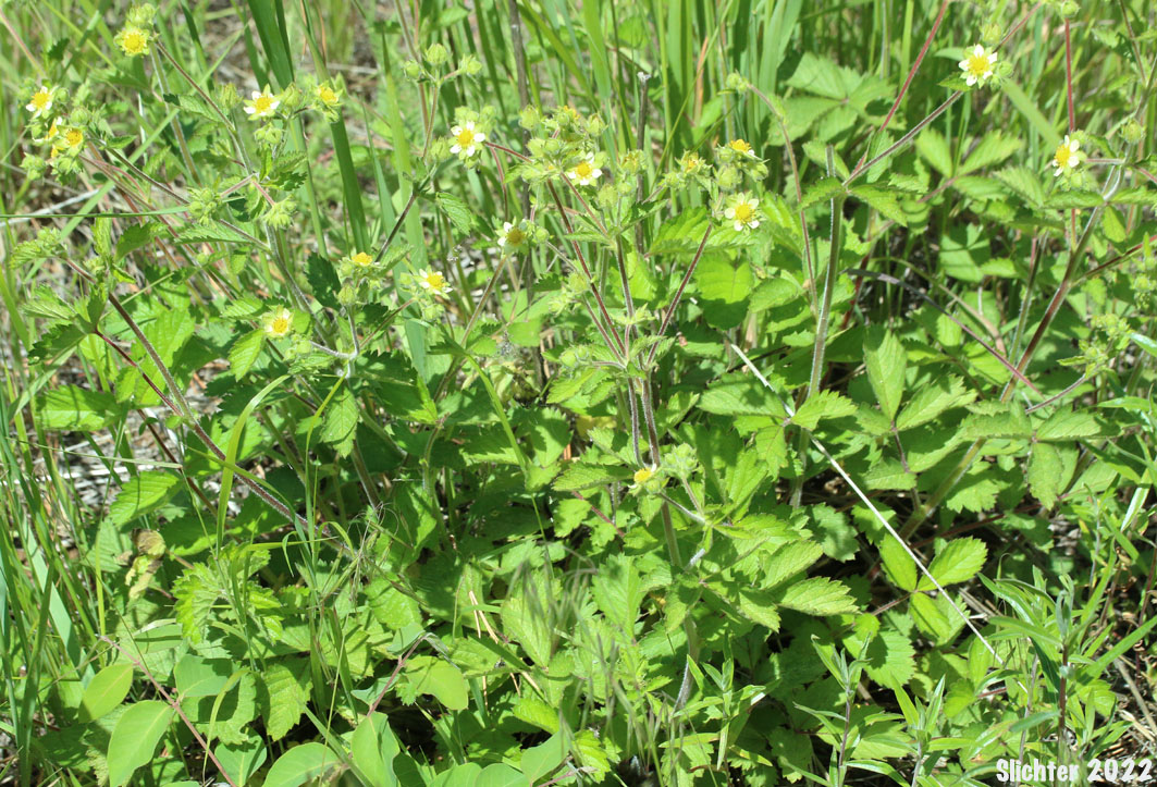 Greene's Drymocallis, Sticky Cinquefoil: Drymocallis glandulosa var. glandulosa (Synonyms: Drymocallis glandulosa, Potentilla glandulosa ssp. glandulosa, Potentilla glandulosa ssp. typica, Potentilla glandulosa var. glandulosa, Potentilla glandulosa var. incisa, Potentilla rhomboidea, Potentilla valida)