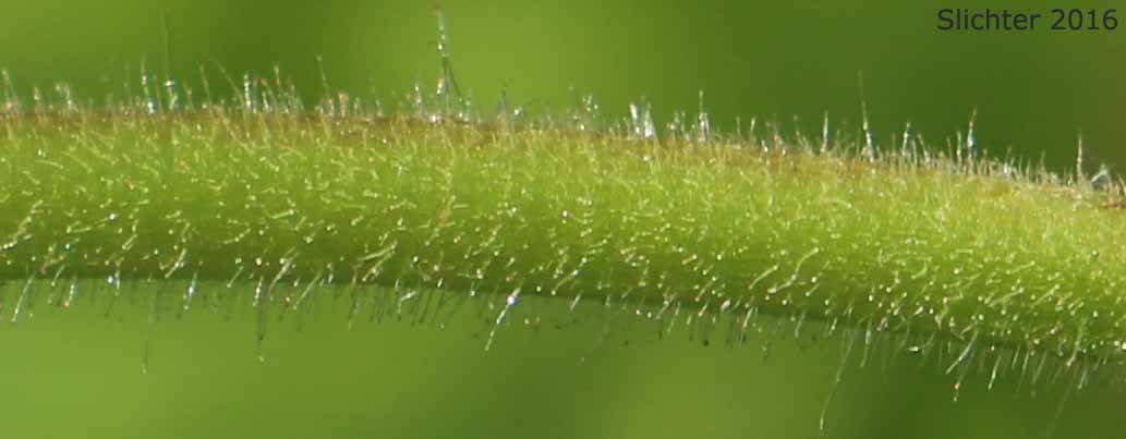 Close-up details of a stem of Nevada Cinquefoil: Drymocallis lactea var. lactea (Synonyms: Potentilla glandulosa ssp. nevadensis, Potentilla glandulosa var. nevadensis, Potentilla pumila)