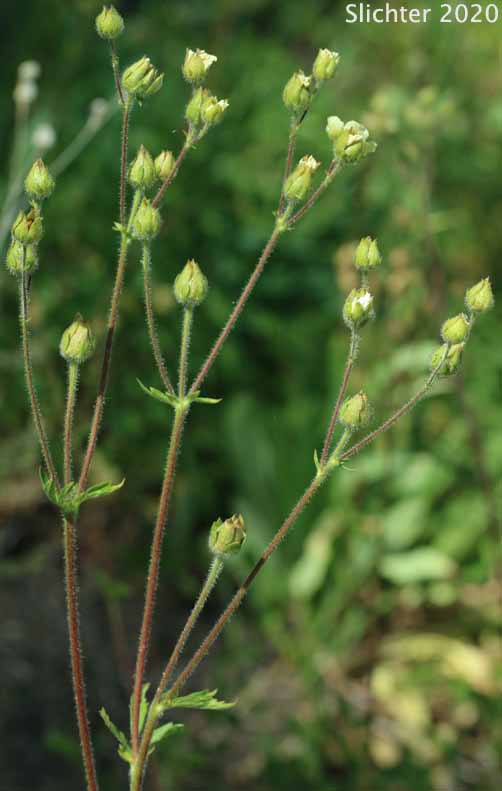 Nevada Cinquefoil: Drymocallis lactea var. lactea (Synonyms: Potentilla glandulosa ssp. nevadensis, Potentilla glandulosa var. nevadensis, Potentilla pumila)