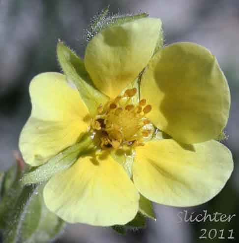 Close-up of a flower of Nevada Cinquefoil: Drymocallis lactea var. lactea (Synonyms: Potentilla glandulosa ssp. nevadensis, Potentilla glandulosa var. nevadensis, Potentilla pumila)