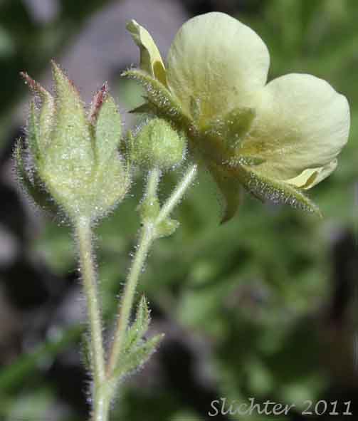 Close-up of the sepals of Nevada Cinquefoil: Drymocallis lactea var. lactea (Synonyms: Potentilla glandulosa ssp. nevadensis, Potentilla glandulosa var. nevadensis, Potentilla pumila)