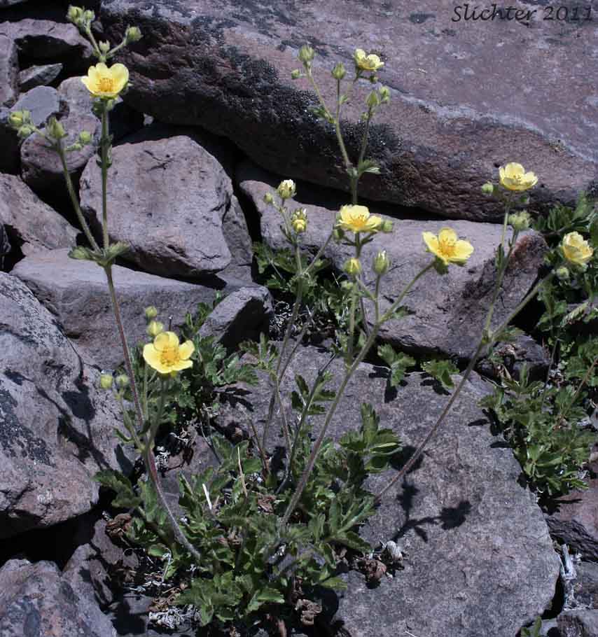 Nevada Cinquefoil: Drymocallis lactea var. lactea (Synonyms: Potentilla glandulosa ssp. nevadensis, Potentilla glandulosa var. nevadensis, Potentilla pumila)
