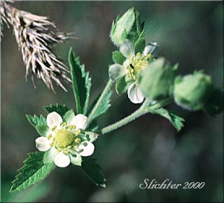 Sticky Cinquefoil: Drymocallis glandulosa var. glandulosa