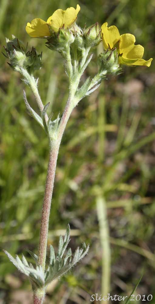 Inflorescence of Combleaf Cinquefoil, Elmer's Cinquefoil: Potentilla gracilis var. elmeri (Synonym: Potentilla pectinisecta)