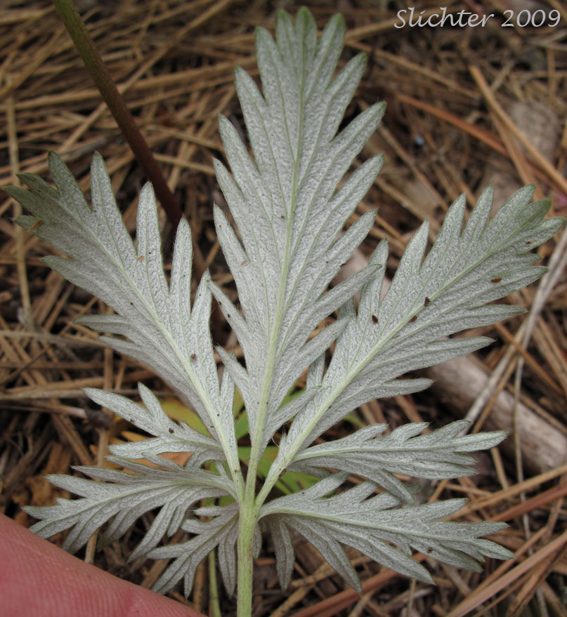 Ventral leaf surface of Fan-shaped Cinquefoil, Fan-leaved Cinquefoil, Idaho Cinquefoil, Slender Cinquefoil: Potentilla gracilis var. flabelliformis (Synonym: Potentilla flabelliformis)