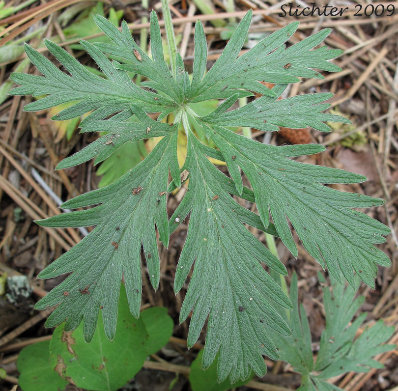 Dorsal leaf surface of Fan-shaped Cinquefoil, Fan-leaved Cinquefoil, Idaho Cinquefoil, Slender Cinquefoil: Potentilla gracilis var. flabelliformis (Synonym: Potentilla flabelliformis)