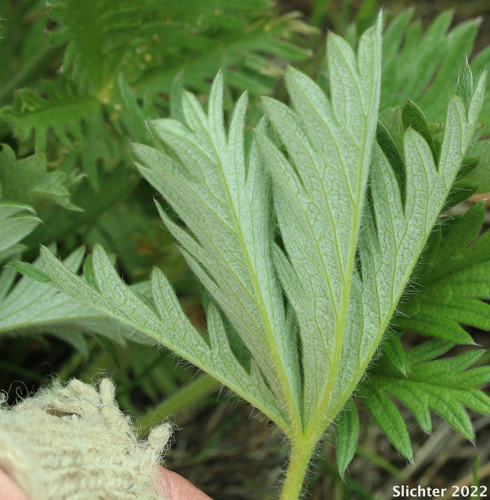 Lower leaf surface of Five-finger Cinquefoil, Graceful Cinquefoil, Slender Cinquefoil: Potentilla gracilis var. gracilis (Synonyms: Potentilla longipeduncluata, Potentilla macropetala)