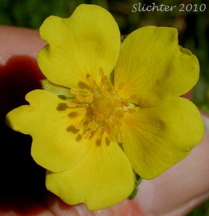 Close-up of a flower of Beautiful Cinquefoil: Potentilla pulcherrima (Synonyms: Potentilla camporum, Potentilla gracilis var. pulcherrima)