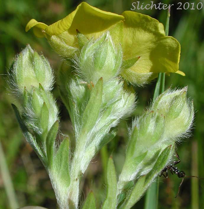 Inflorescence of Beautiful Cinquefoil: Potentilla pulcherrima (Synonyms: Potentilla camporum, Potentilla gracilis var. pulcherrima)