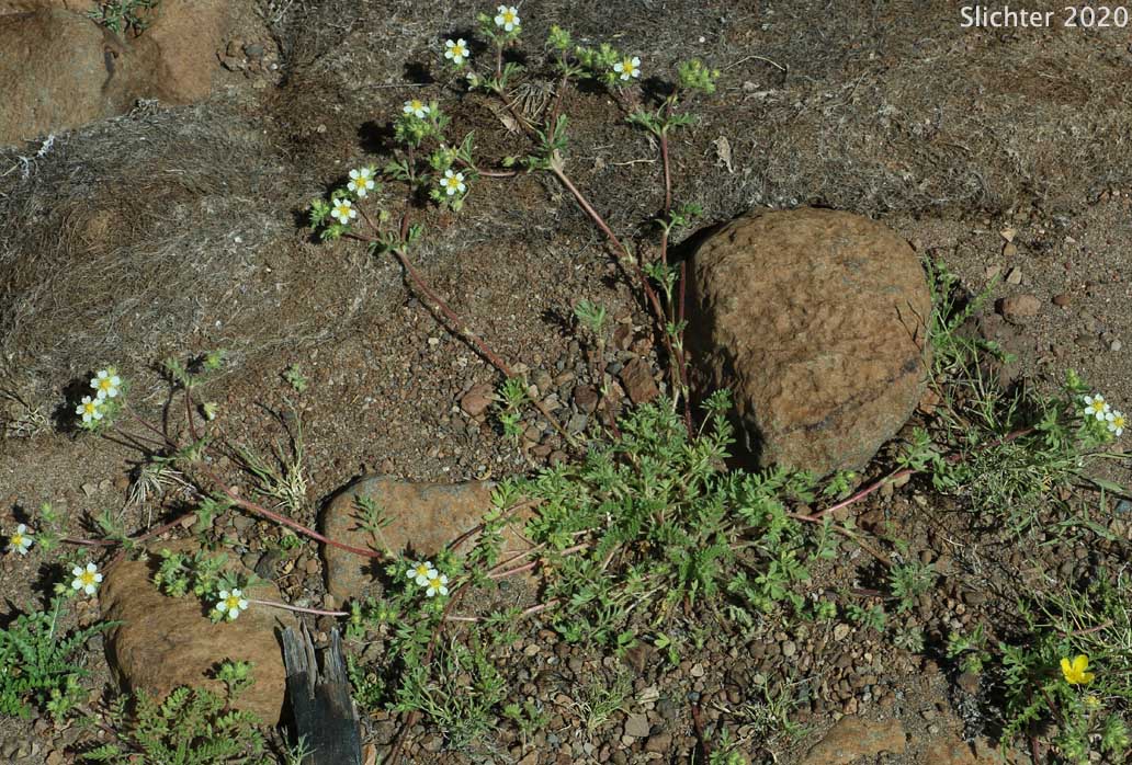 Newberry's Cinquefoil: Potentilla newberryi (Synonyms: Ivesia gracilis, Potentilla newberryi var. arenicola)