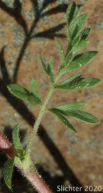 Newberry's Cinquefoil: Potentilla newberryi (Synonyms: Ivesia gracilis, Potentilla newberryi var. arenicola)